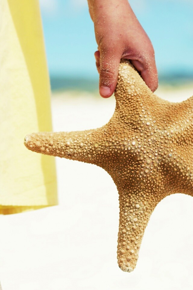 Морская звезда в руке обои