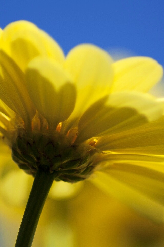 Макро-фото желтого цветка обои