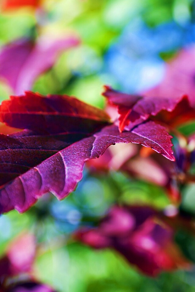 Красивые осенние листья в баговых цветах обои