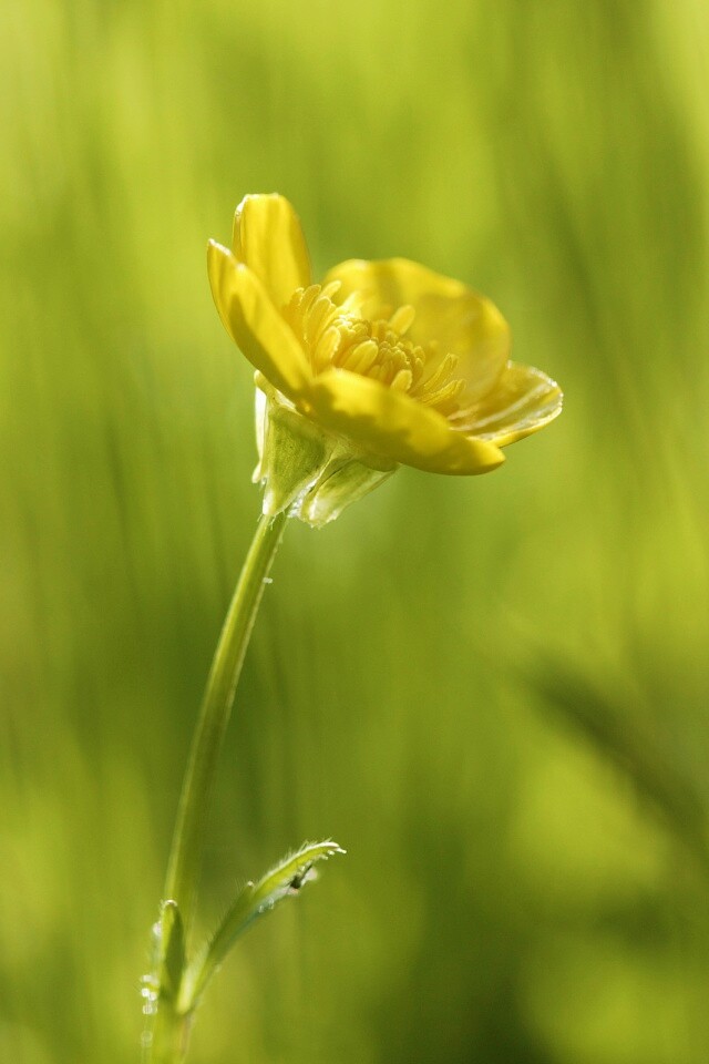 Маленький жёлтый цветочек обои