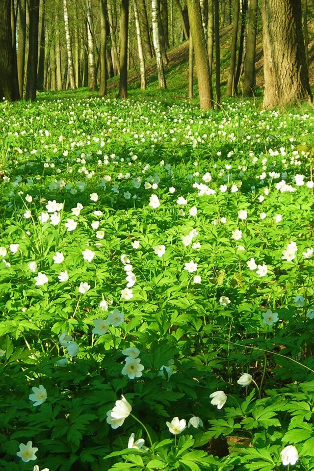 Поляна весенних цветов обои