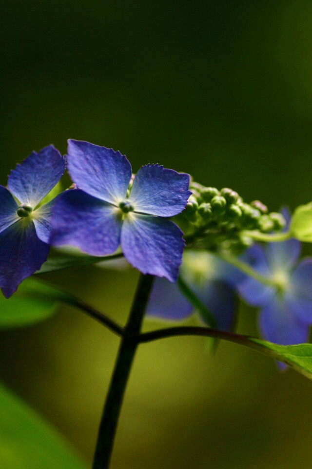 Нежно-синие цветы обои