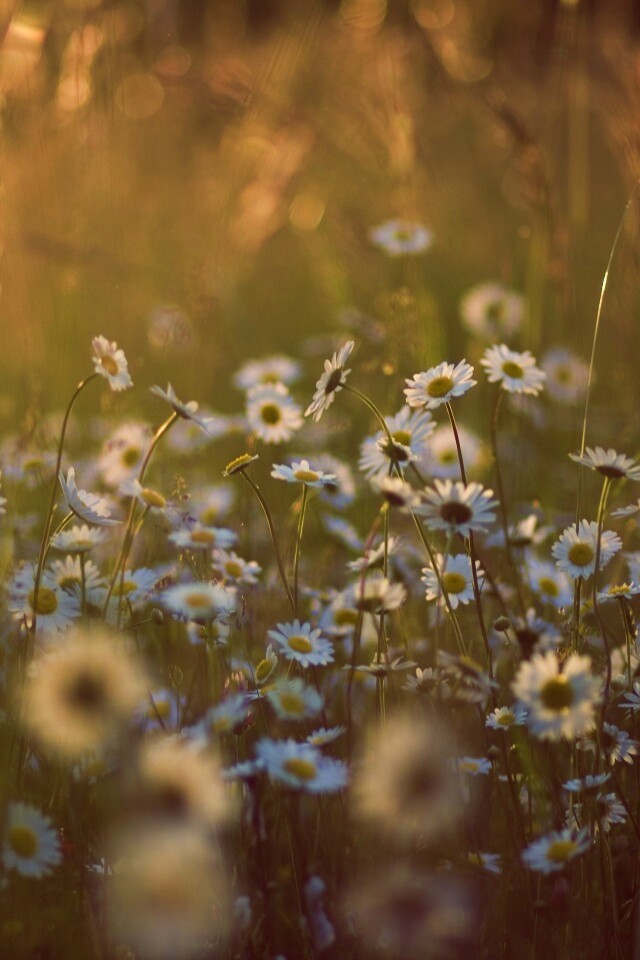 Поле ромашек обои