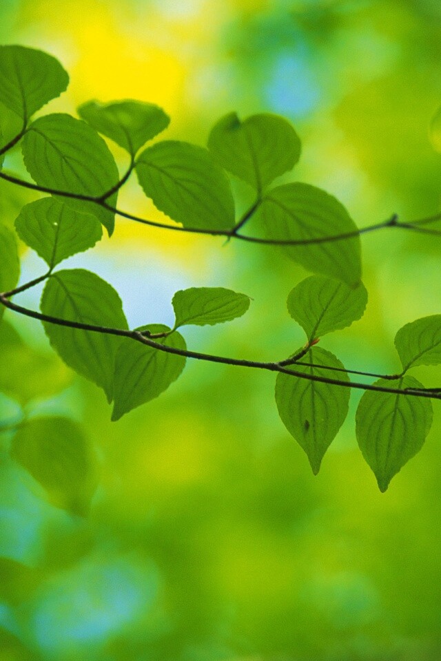 Ветка яркой зелени обои