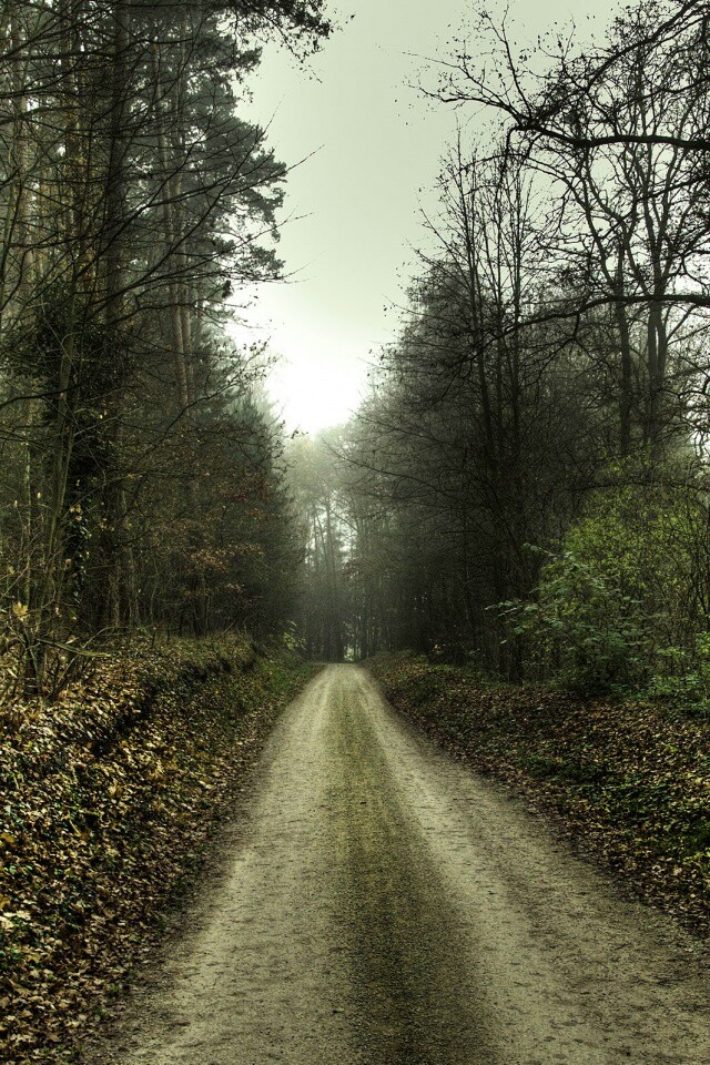 Лесная дорога обои