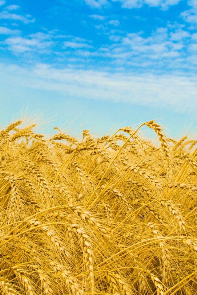 Колосья в поле обои