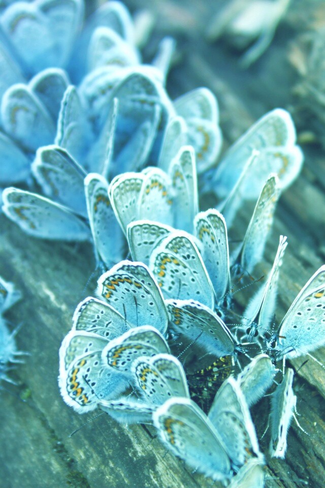Голубые бабочки обои
