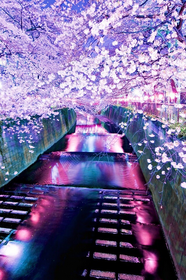 Река и цветение сакуры обои