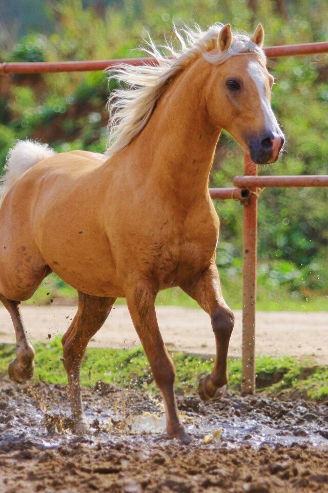 Молодая лошадь в загоне обои