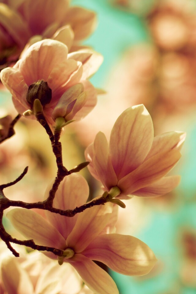 Цветы магнолии обои