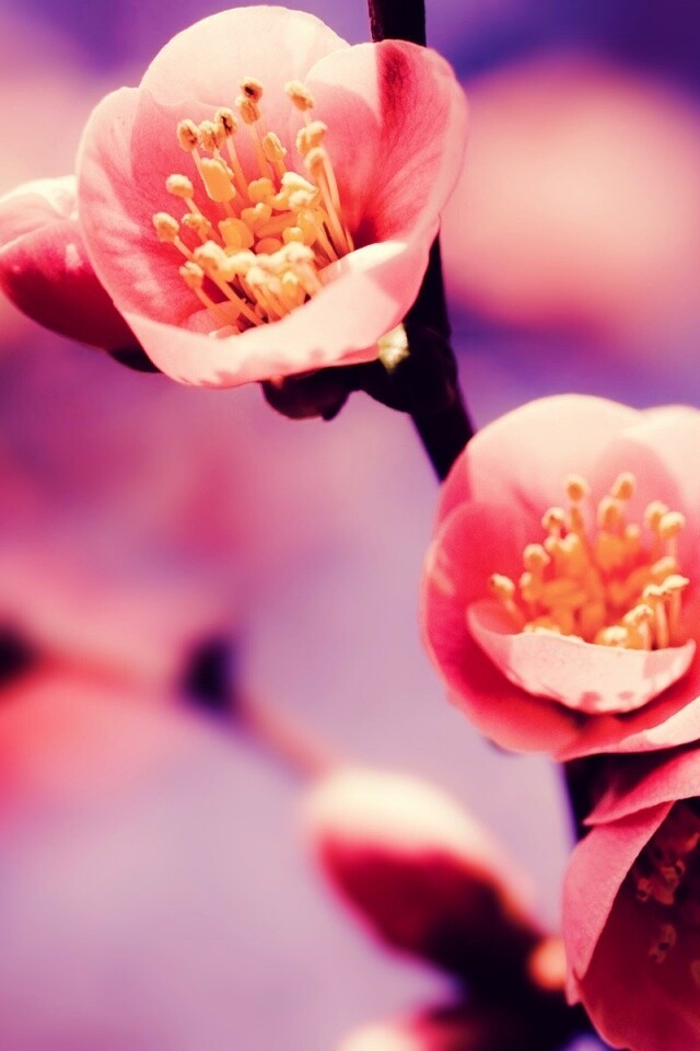 Великолепный цветок обои