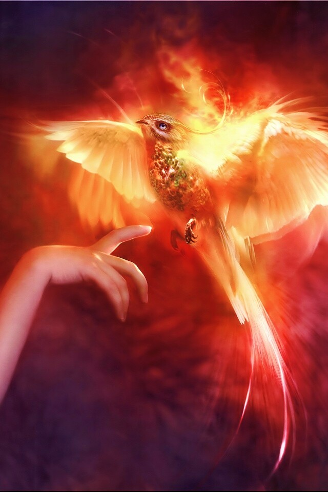 Феникс обои