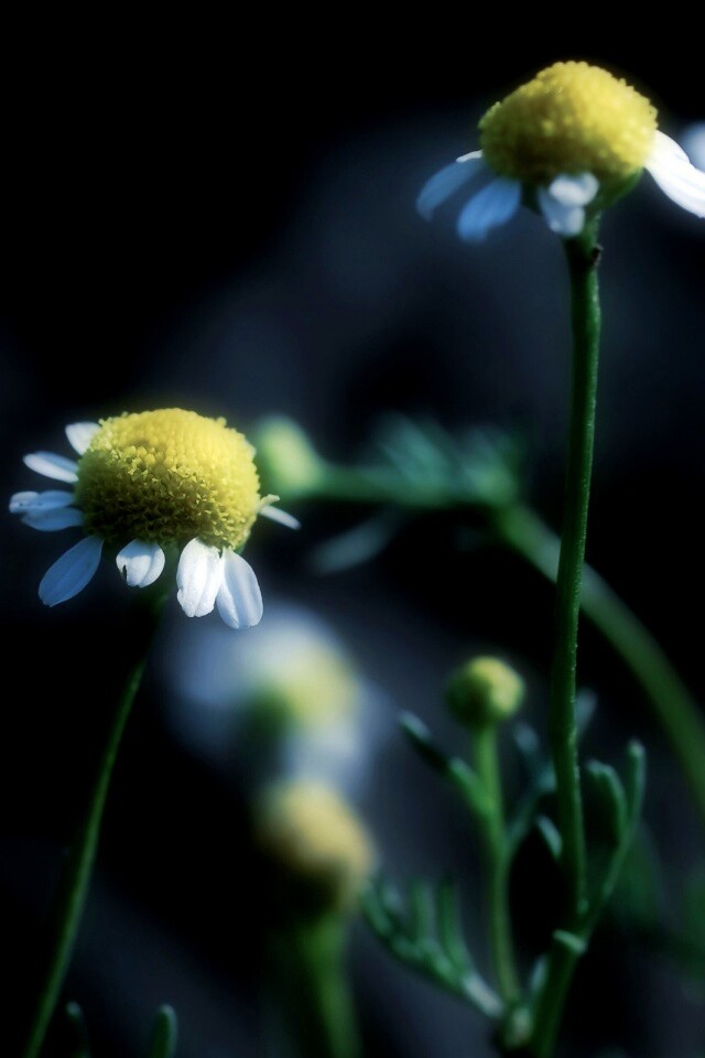 Стремный лепестун обои