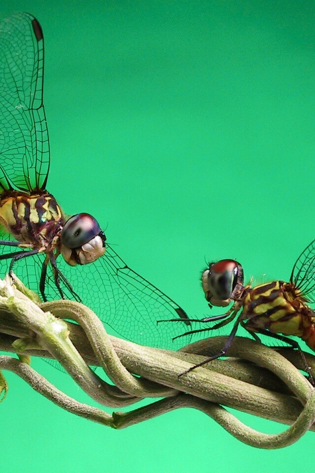 Две стрекозы обои