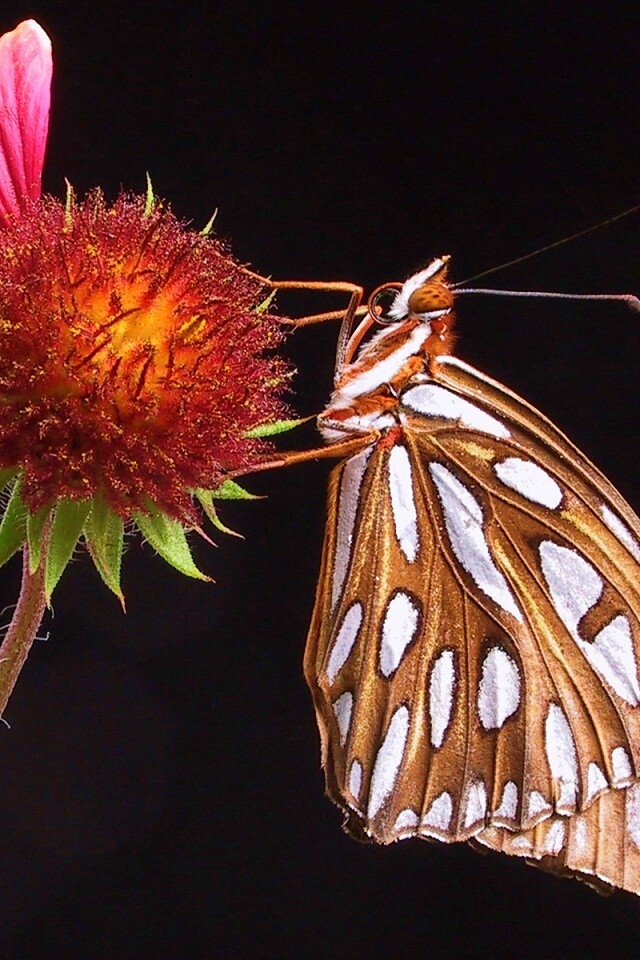 Бабочка на цветке обои