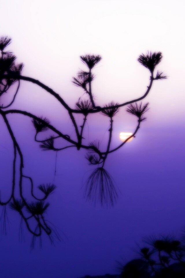 Ленкоранская акация на фоне синего заката обои