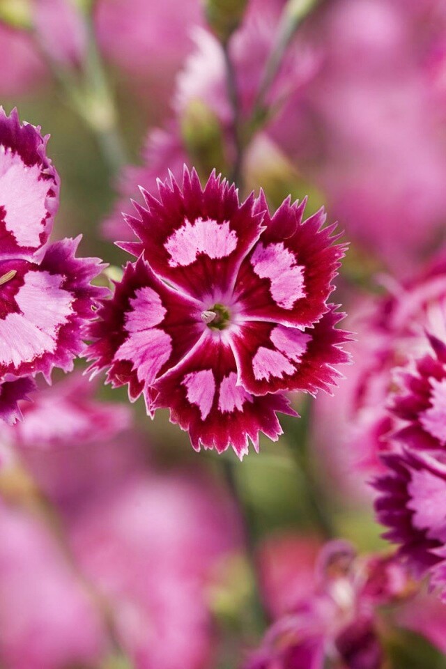 Неизвестные науке цветы обои