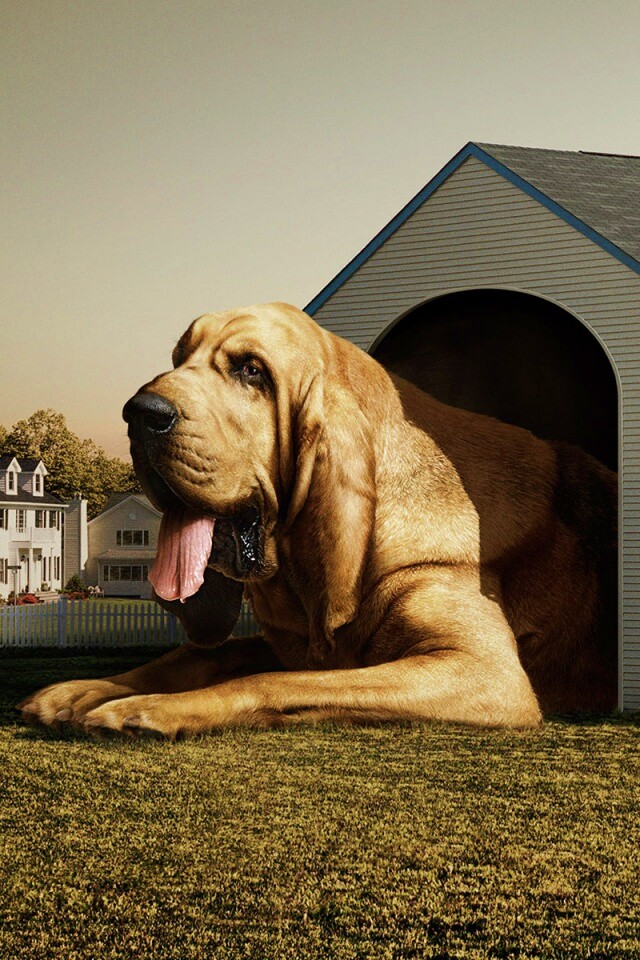 Действительно большая собака обои