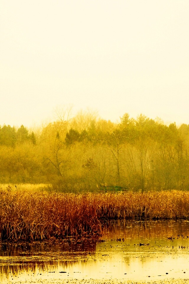 Живописные болота обои