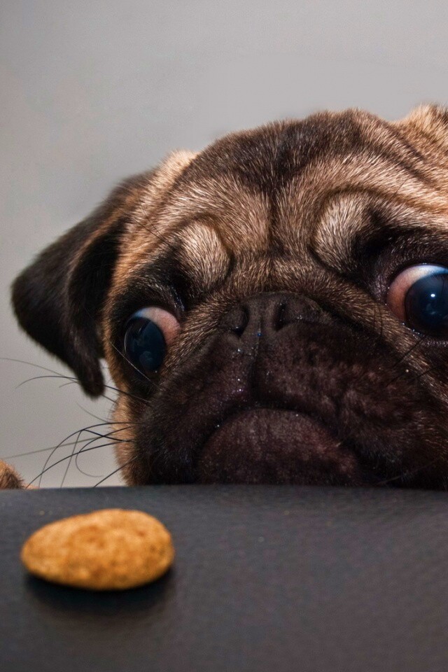 Собака нашла печеньку обои