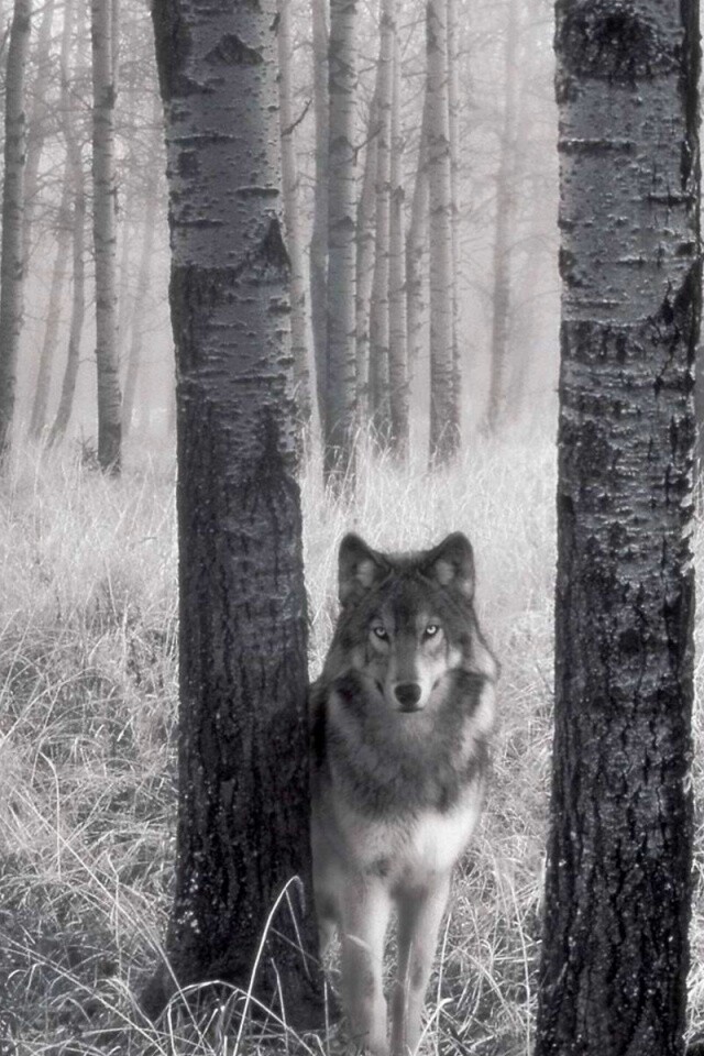 Волк в лесу обои
