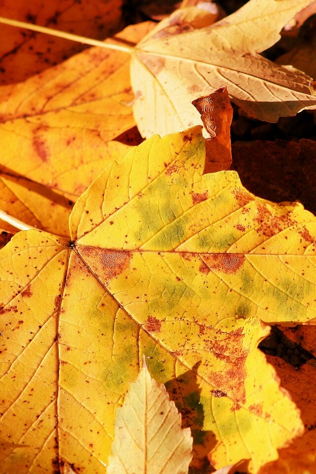 Осенние листья обои