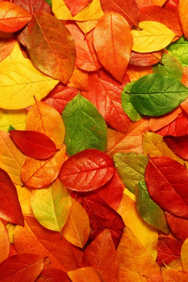 Цветной ковёр из листьев обои