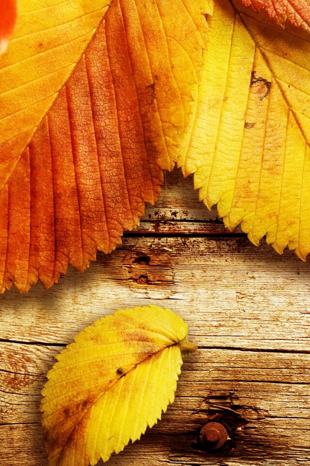 Красиво разложенные листья обои