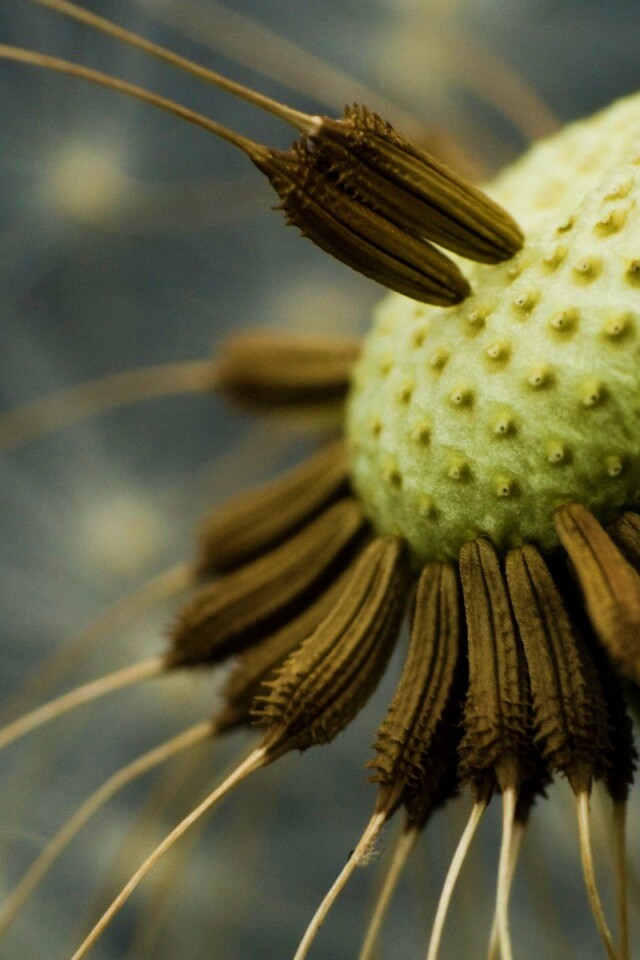 Лысеющий одуванчик обои