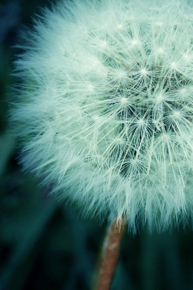 Одуванчик обои