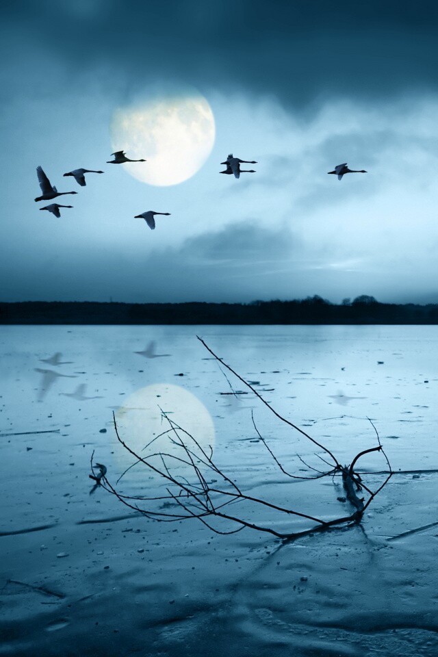 Полет птиц над озером обои