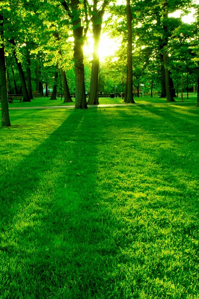 Лучи солнца сквозь листву деревьев обои