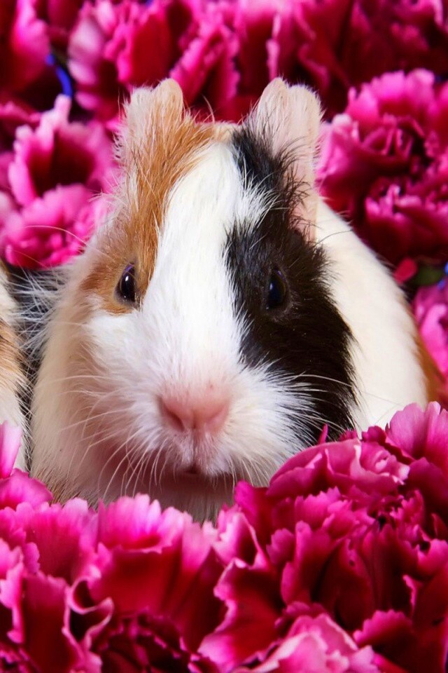 Морские свинки в гвоздиках обои