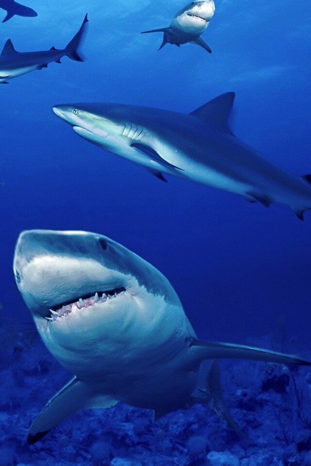 Стая акул обои