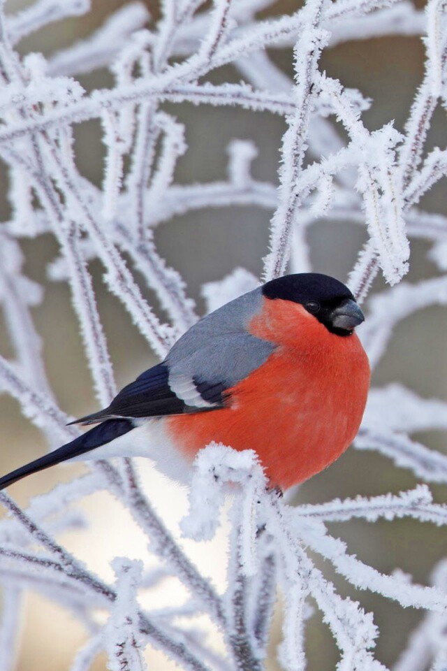 Снегирь на ветке обои