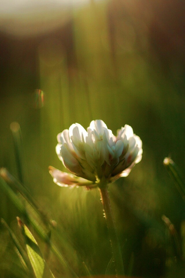 Белый клевер обои