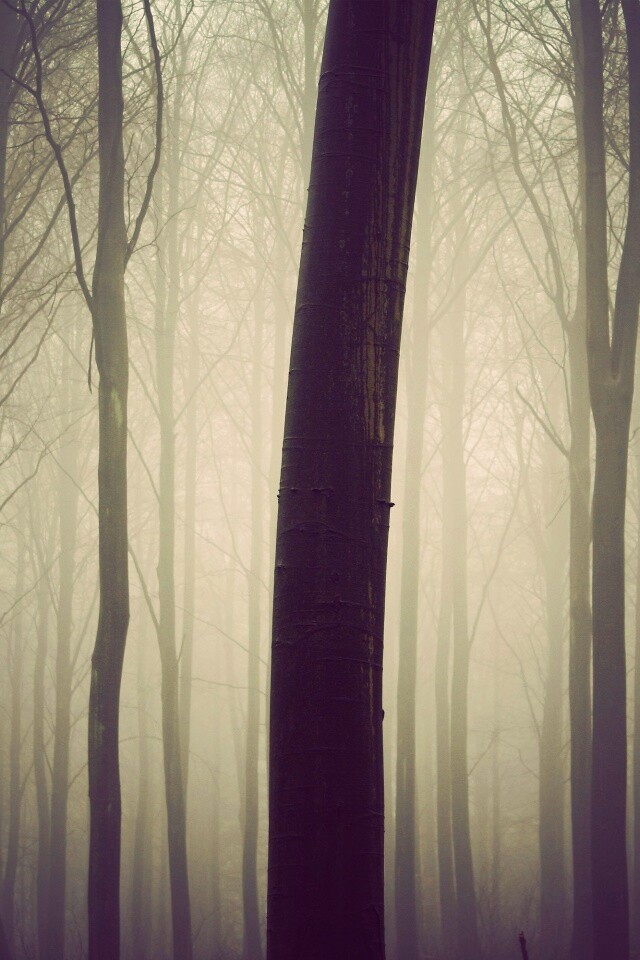 Туман в лесу обои