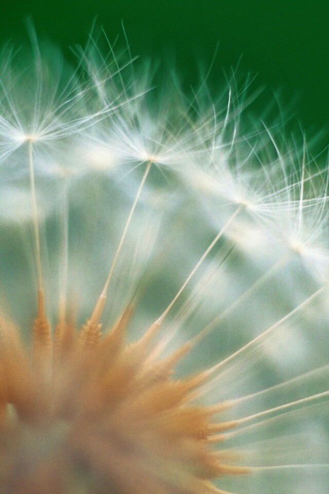 Макро фото одуванчика обои