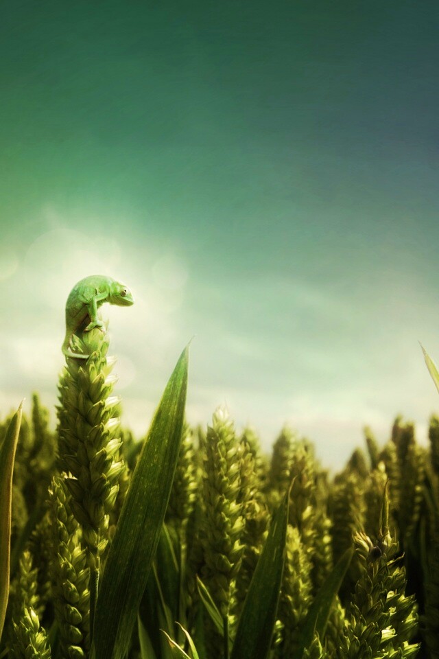 Маленький хамелеон на травинке обои