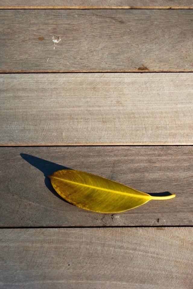 Лист на деревянном полу обои