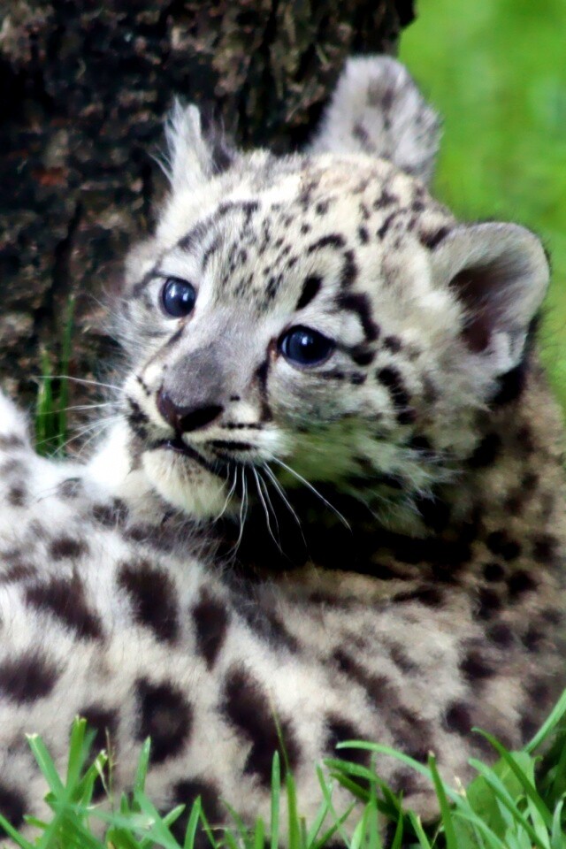 Котенок большой дикой кошки обои