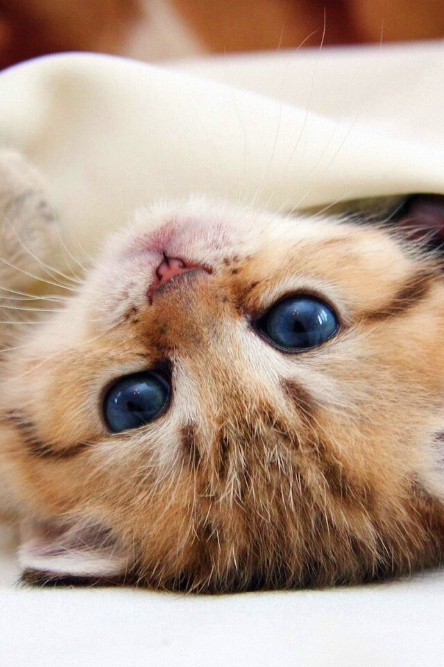 Котёнок вверх ногами обои