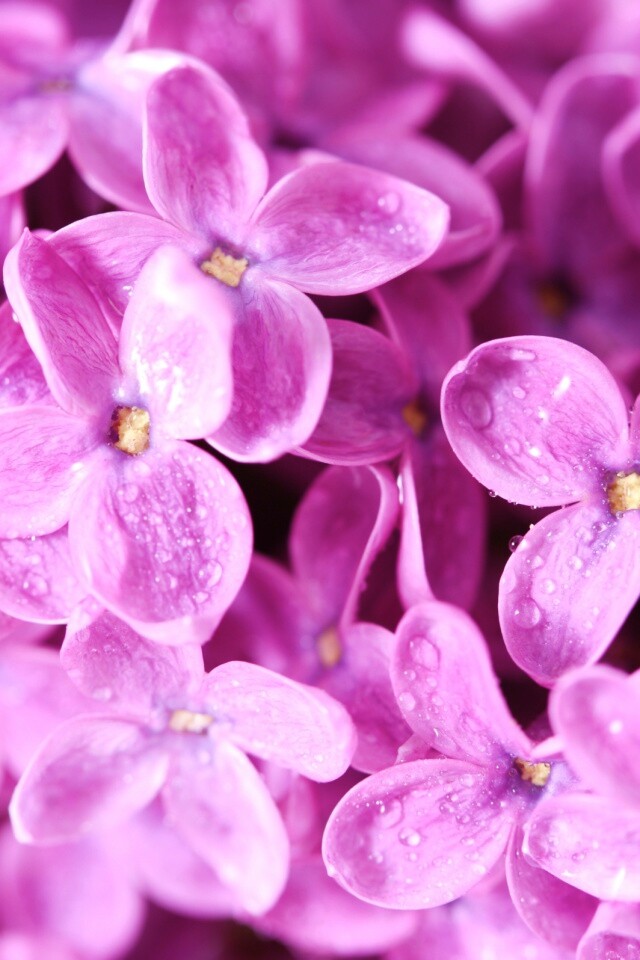 Цветы сирени обои