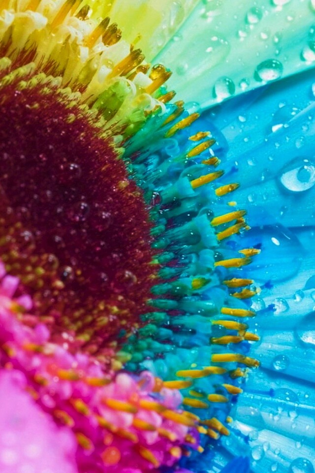 Цветик семицветик обои