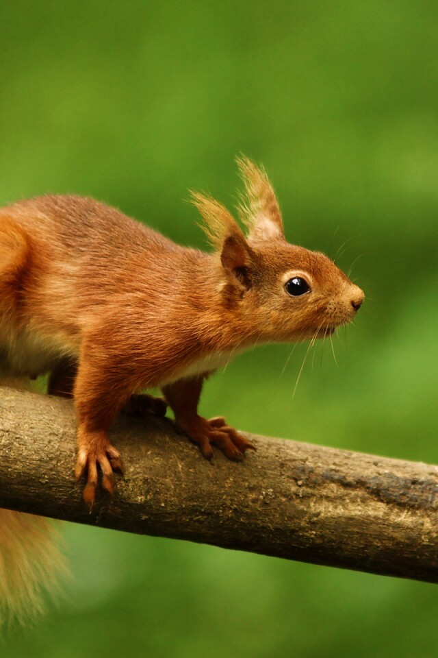 Белочка на ветке обои