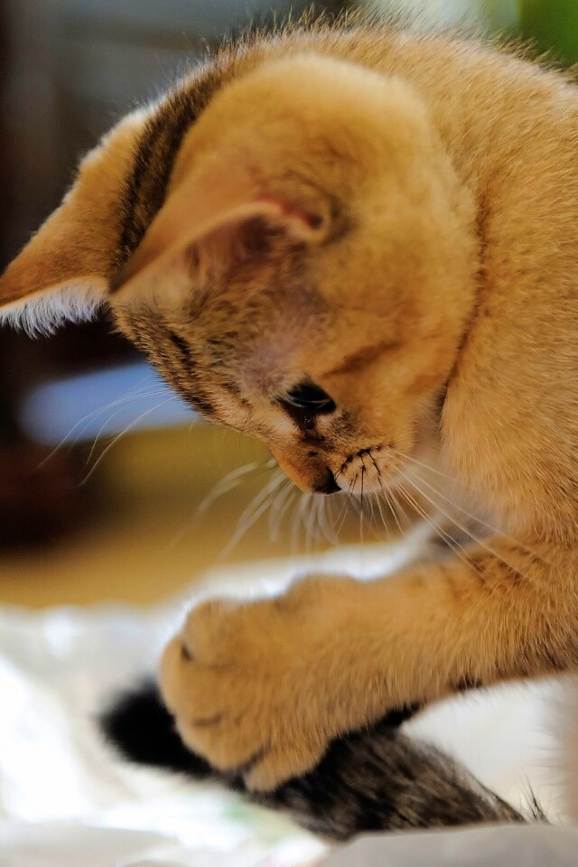 Маленький игруля обои