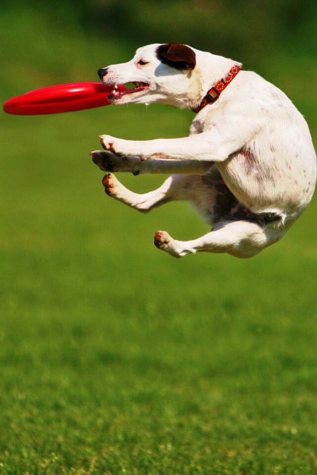 Ловкач обои