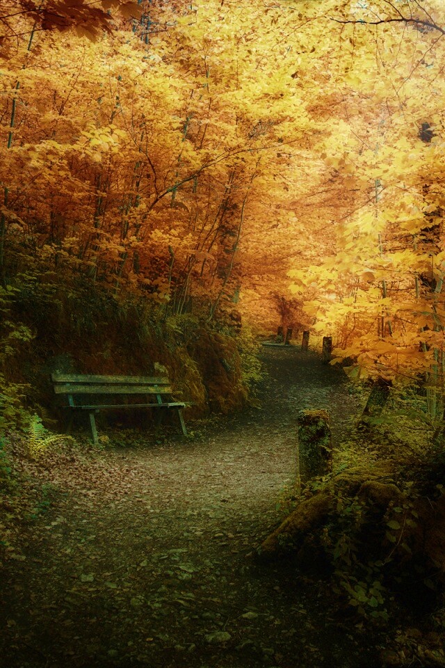 Скамейке в чаще парка обои