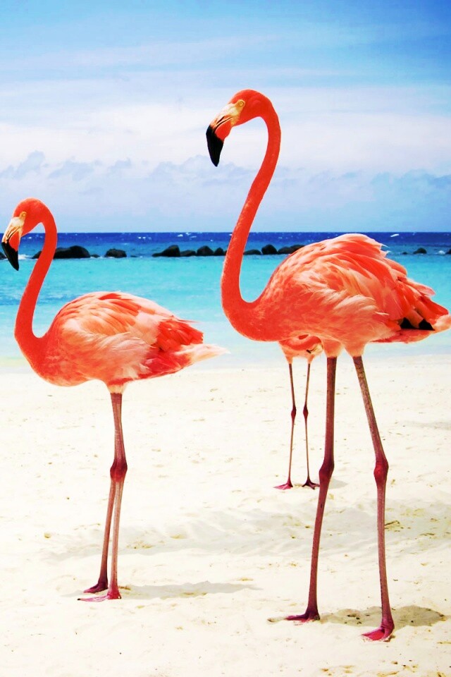 Розовые фламинго на пляже обои