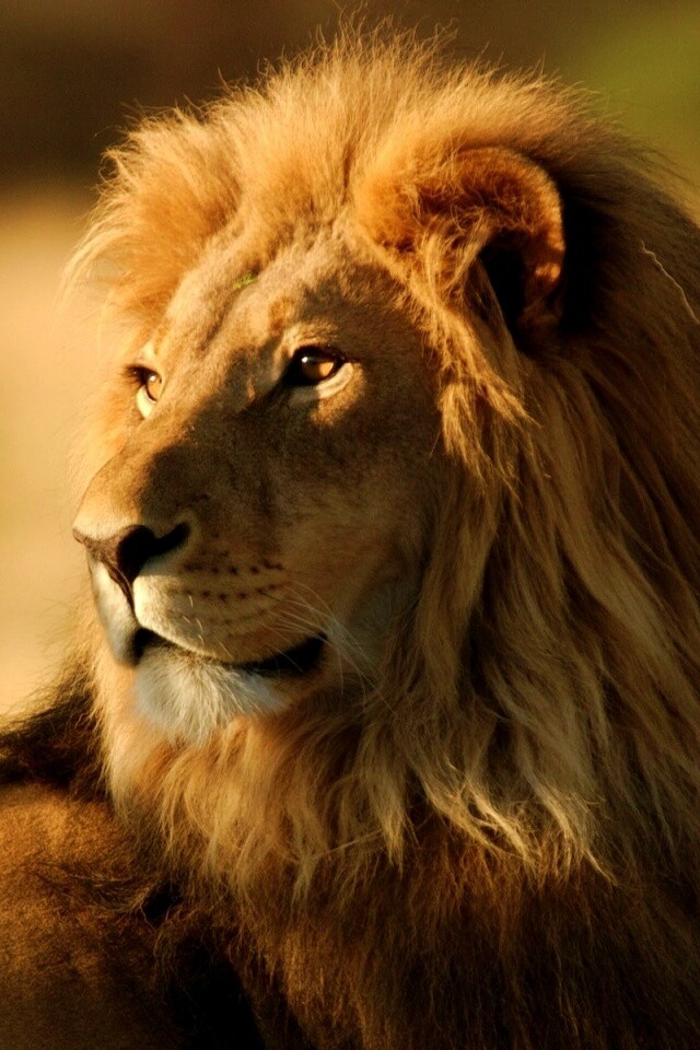 Царь зверей обои